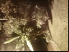 imagem_121